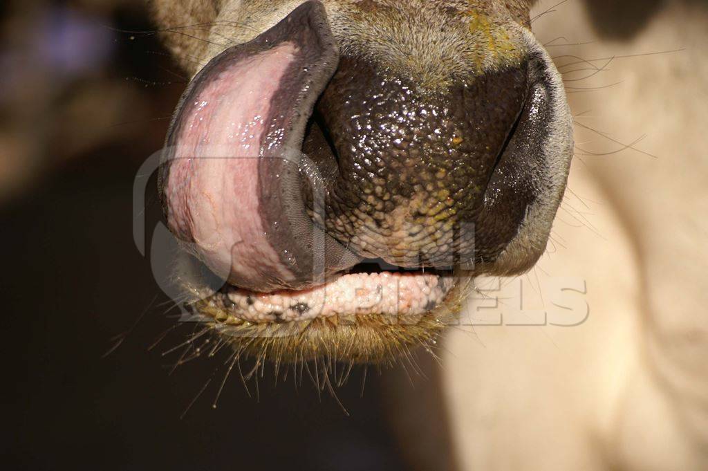 Close up of cow licking its nose