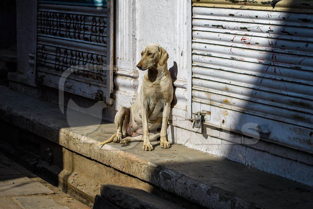 Indian street dog or stray pariah dog sitting in shaft of light in the street, Jodhpur, India, 2022