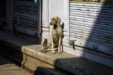Indian street dog or stray pariah dog sitting in shaft of light in the street, Jodhpur, India, 2022