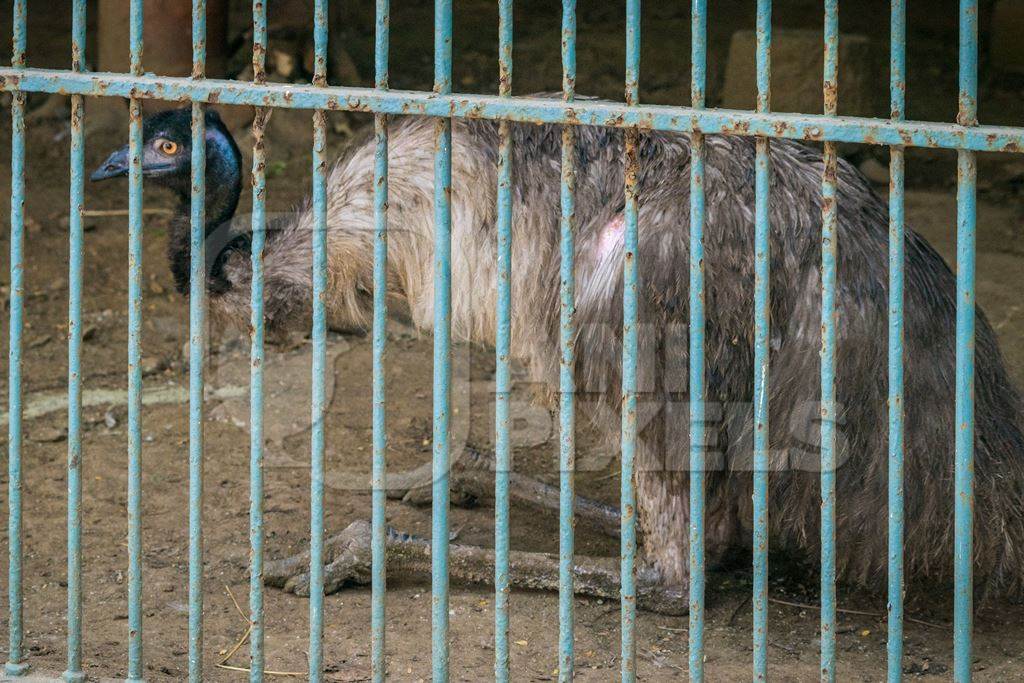 Emu with tattered feathers in dark and dirty cage behind bars in Byculla zoo