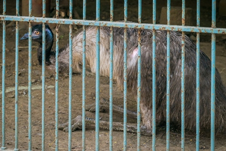 Emu with tattered feathers in dark and dirty cage behind bars in Byculla zoo