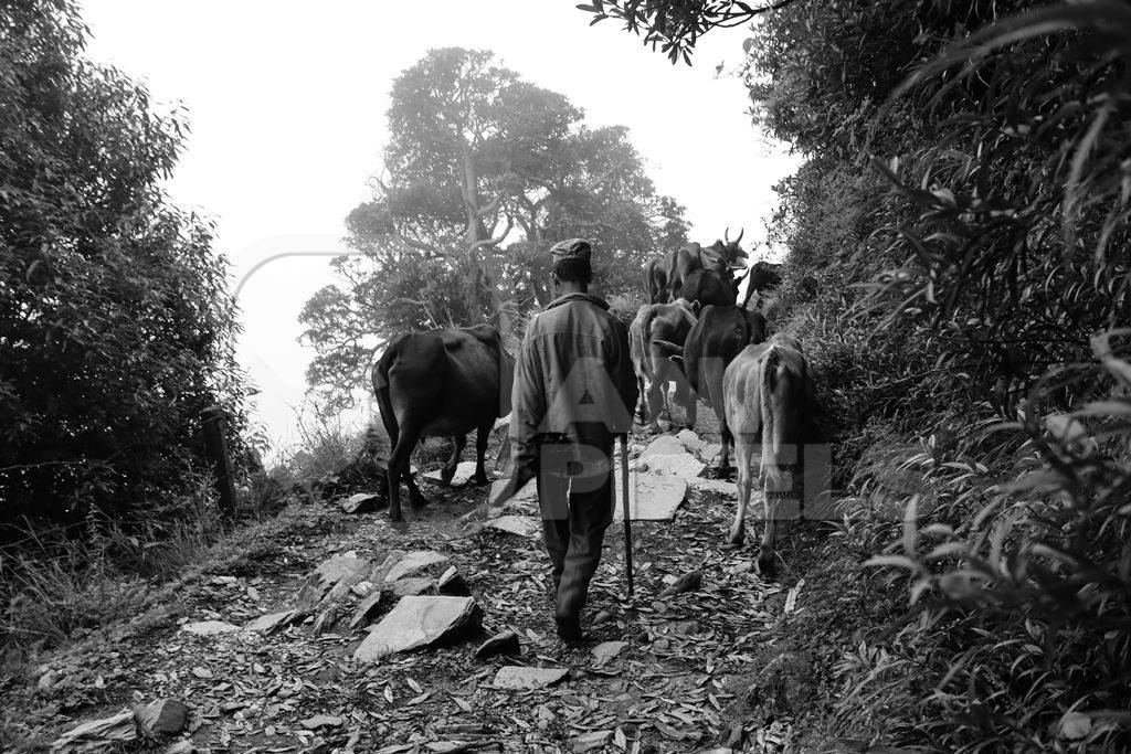 Photo of man herding farmed India cows or cattle up a mountain in the Himalayas in India in black and white