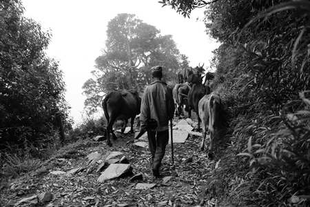 Photo of man herding farmed India cows or cattle up a mountain in the Himalayas in India in black and white