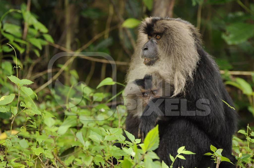 Black lion tailed macaques in green forest