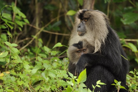 Black lion tailed macaques in green forest