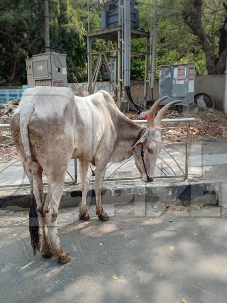 Sad, thin Indian bullock used for animal labour in the construction industry tied up on the roadside in the city of Chennai, India, 2022