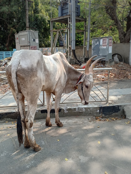 Sad, thin Indian bullock used for animal labour in the construction industry tied up on the roadside in the city of Chennai, India, 2022