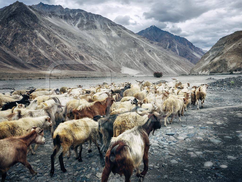 Herd of goats in grey Ladakh with mountains in the background