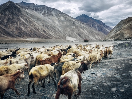 Herd of goats in grey Ladakh with mountains in the background