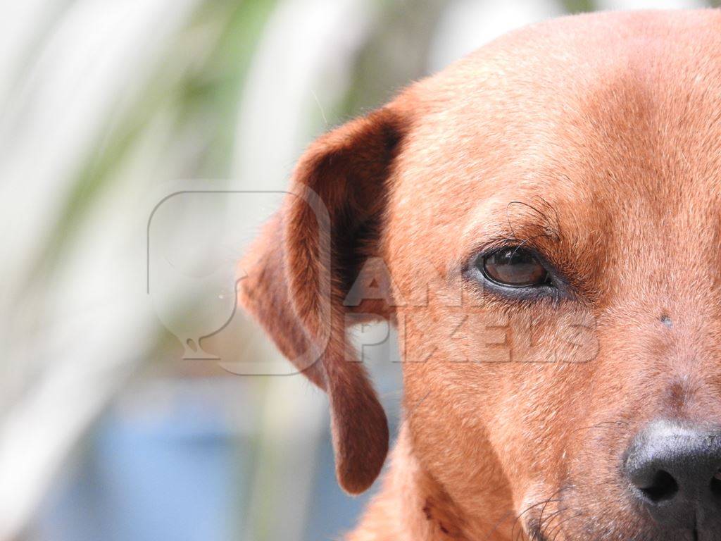 Close up of face of brown street dog looking at camera