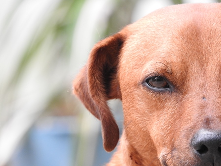 Close up of face of brown street dog looking at camera