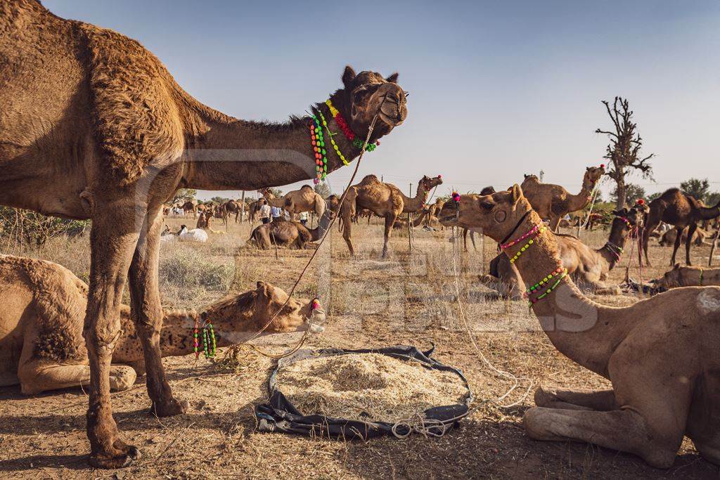 Indian camels at Nagaur Cattle Fair, Nagaur, Rajasthan, India, 2022