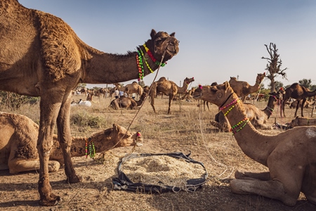 Indian camels at Nagaur Cattle Fair, Nagaur, Rajasthan, India, 2022