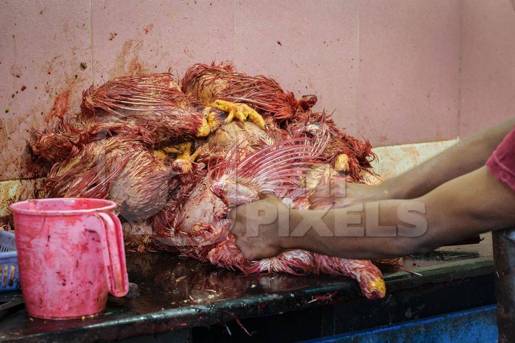 Man removing feathers from pile of dead chickens at a chicken shop