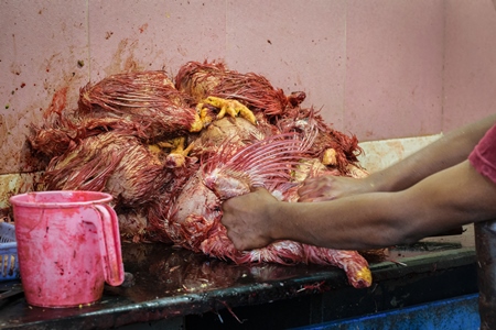 Man removing feathers from pile of dead chickens at a chicken shop