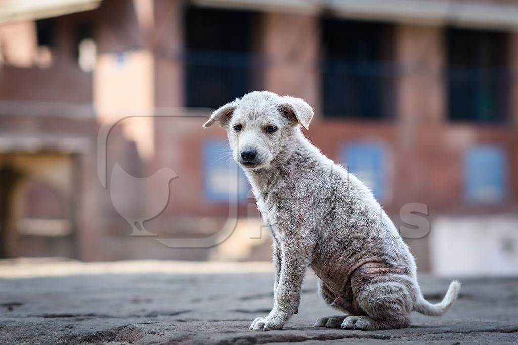 Small white Indian street dog puppy or stray pariah dog puppywith skin infection in the urban city of Jodhpur, India, 2022