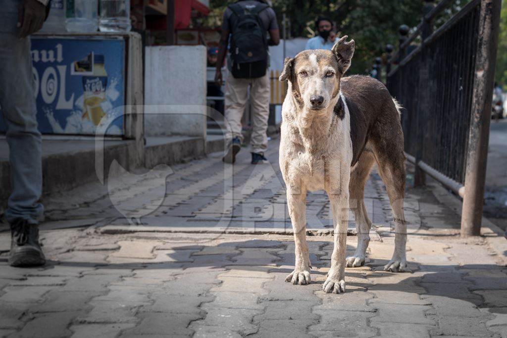 Photo of neutered or spayed Indian street dog or stray dog with notch in ear on the road in urban city in Maharashtra in India, 2020