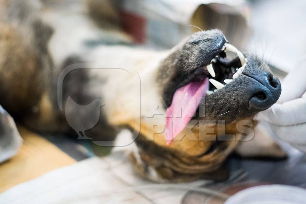 Unconscious street dog with tongue out undergoing sterilisation operation