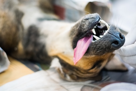 Unconscious street dog with tongue out undergoing sterilisation operation