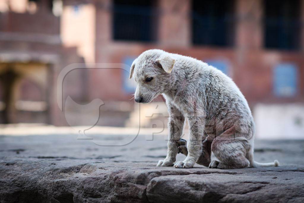 Sad small white Indian street dog puppy or stray pariah dog puppywith skin infection in the urban city of Jodhpur, India, 2022