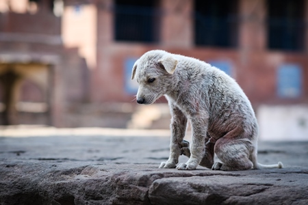 Sad small white Indian street dog puppy or stray pariah dog puppywith skin infection in the urban city of Jodhpur, India, 2022
