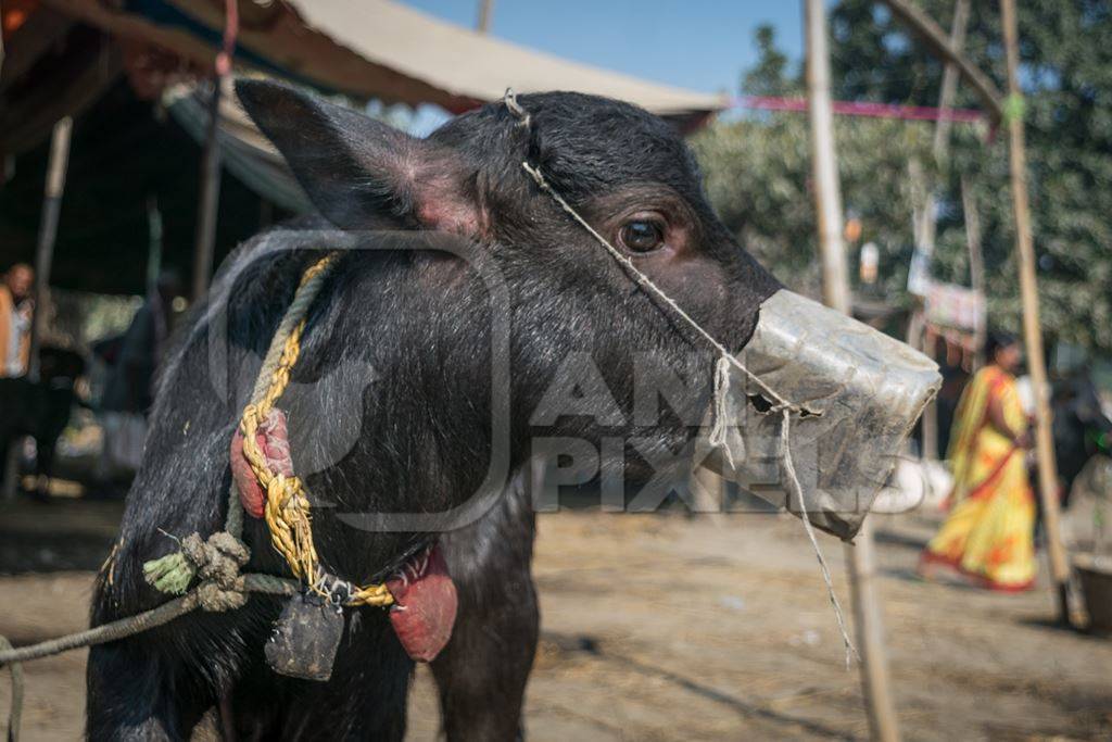 Small baby buffalo calf with mouthblock on to prevent calf suckling