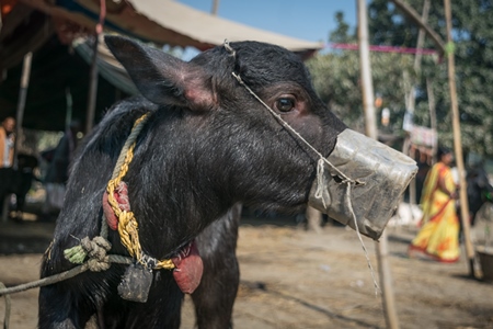 Small baby buffalo calf with mouthblock on to prevent calf suckling