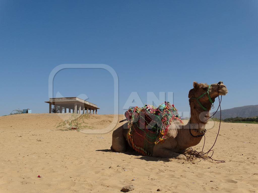 Brown camel sitting alone in desert with blue sky