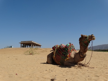 Brown camel sitting alone in desert with blue sky