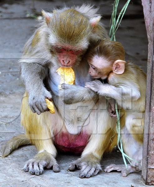 Mother and baby macaque monkey eating biscuit