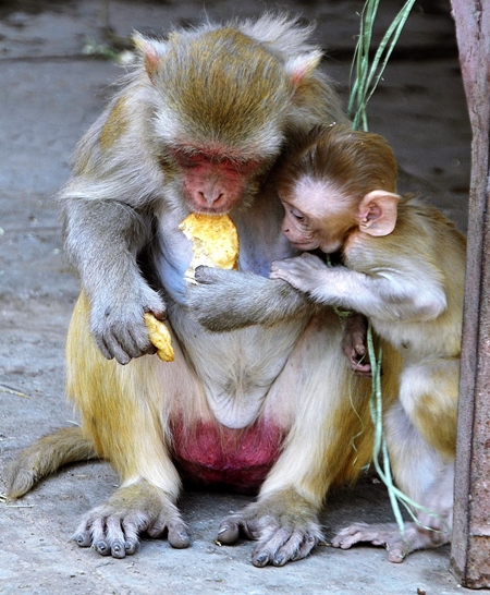 Mother and baby macaque monkey eating biscuit