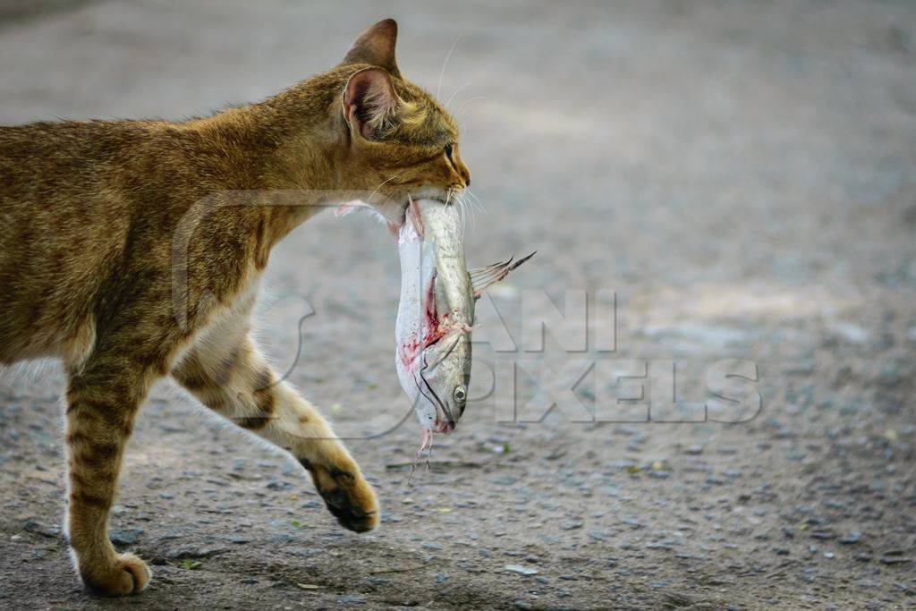 Street cat at Kochi fishing harbour in Kerala with fish in mouth