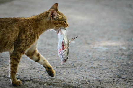 Street cat at Kochi fishing harbour in Kerala with fish in mouth