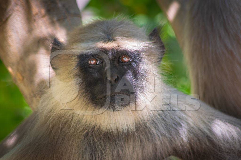 Face of Indian gray or hanuman langur monkeys in Mandore Gardens in the city of Jodhpur in Rajasthan in India