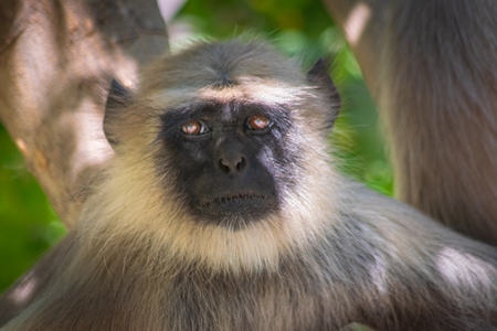 Face of Indian gray or hanuman langur monkeys in Mandore Gardens in the city of Jodhpur in Rajasthan in India