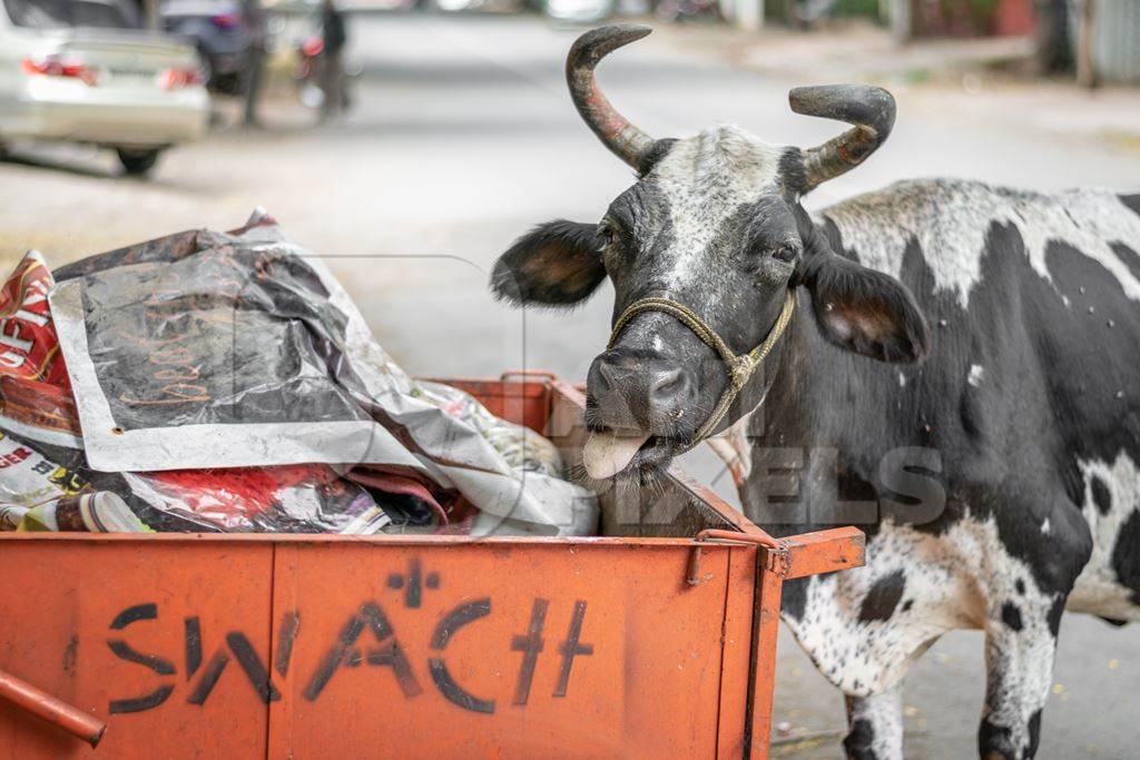 Street cow on street in city eating garbage in Maharashtra