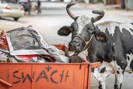 Street cow on street in city eating garbage in Maharashtra