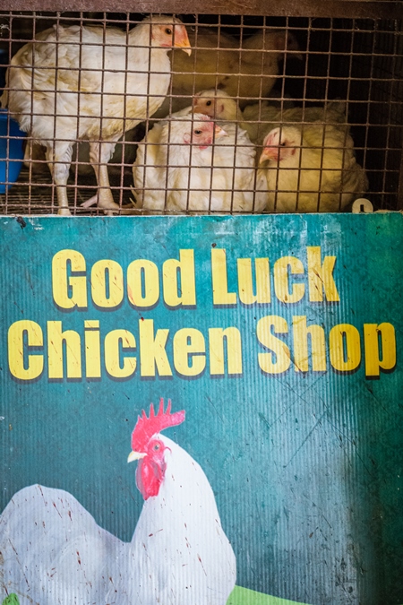 Broiler chickens packed into a cage at a chicken shop