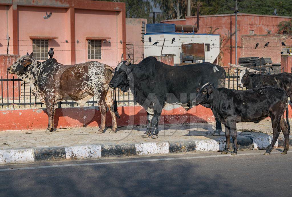 Stray and abandoned cows or bullocks on the street in the urban city of Bikaner, Rajastan, India, 2018