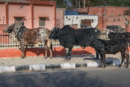 Stray and abandoned cows or bullocks on the street in the urban city of Bikaner, Rajastan, India, 2018