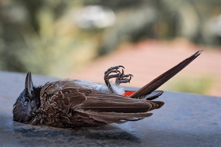 Indian bulbul bird dead from heat or dehydration or thirst in hot Indian summer