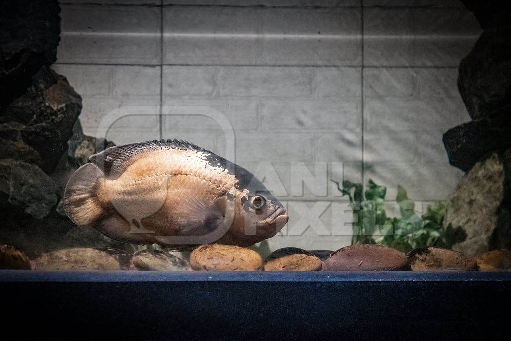 Fish kept in aquarium tank at Dolphin aquarium mini zoo in Mumbai, India, 2019