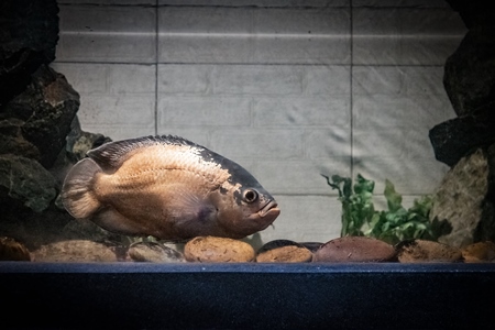 Fish kept in aquarium tank at Dolphin aquarium mini zoo in Mumbai, India, 2019