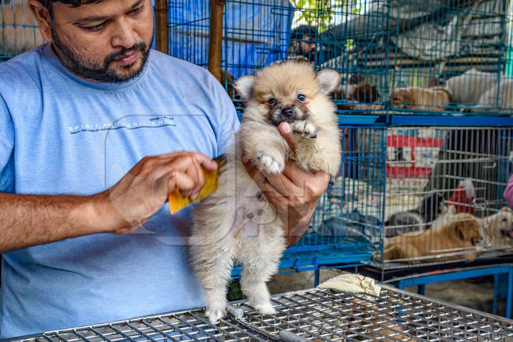 A dog seller combs pedigree or breed puppy dogs on sale at Galiff Street pet market, Kolkata, India, 2022