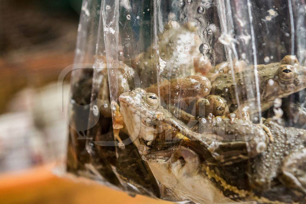 Frogs in plastic bags on sale at an exotic market