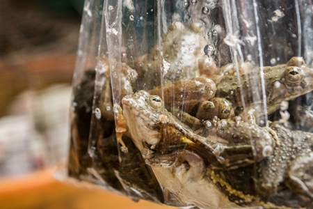 Frogs in plastic bags on sale at an exotic market