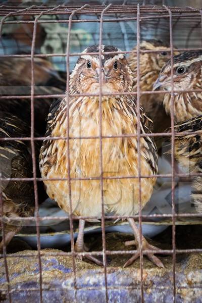 Small brown quail birds in a cage on sale at an exotic market