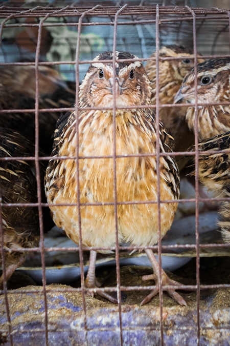 Small brown quail birds in a cage on sale at an exotic market