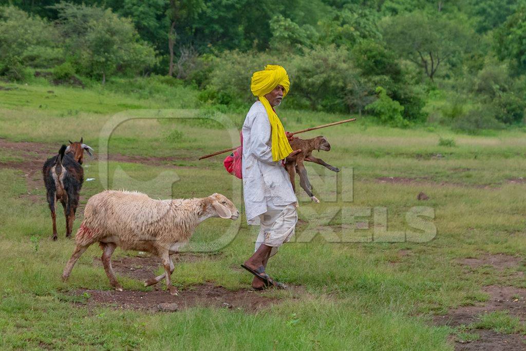 Indian farmer or goatherd with yellow turban and mother sheep carrying baby lamb   in field in Maharashtra in India