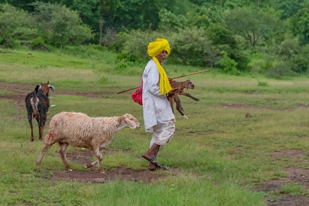 Indian farmer or goatherd with yellow turban and mother sheep carrying baby lamb   in field in Maharashtra in India